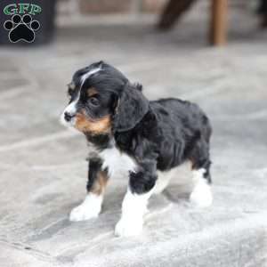 Brody, Cavapoo Puppy